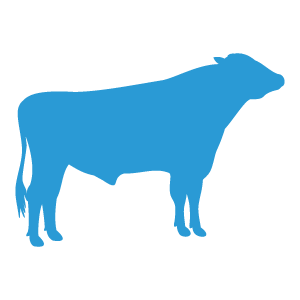 beef