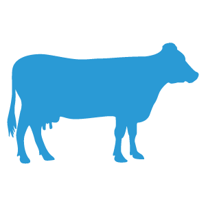 dairy